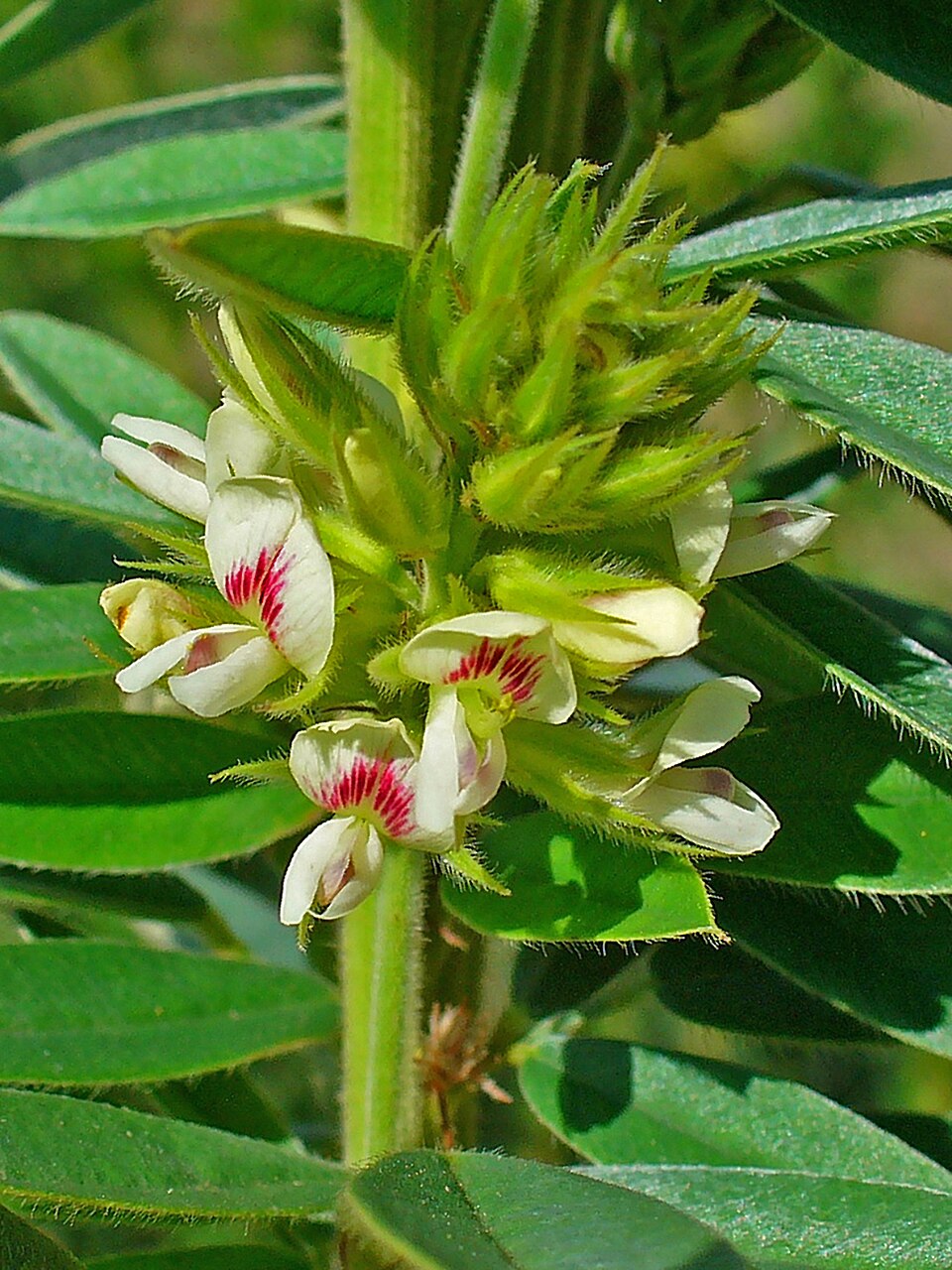 Lespedeza capitata (round-headed bush clover) (alternate view 10)