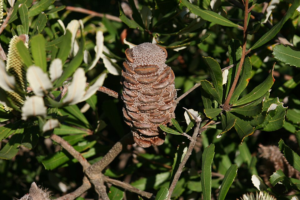 Banksia oblongifolia (Rusty Banksia) (alternate view 7)