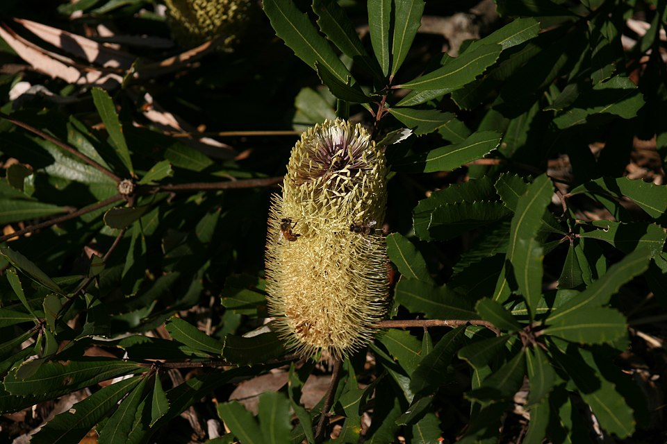Banksia oblongifolia (Rusty Banksia) (alternate view 8)