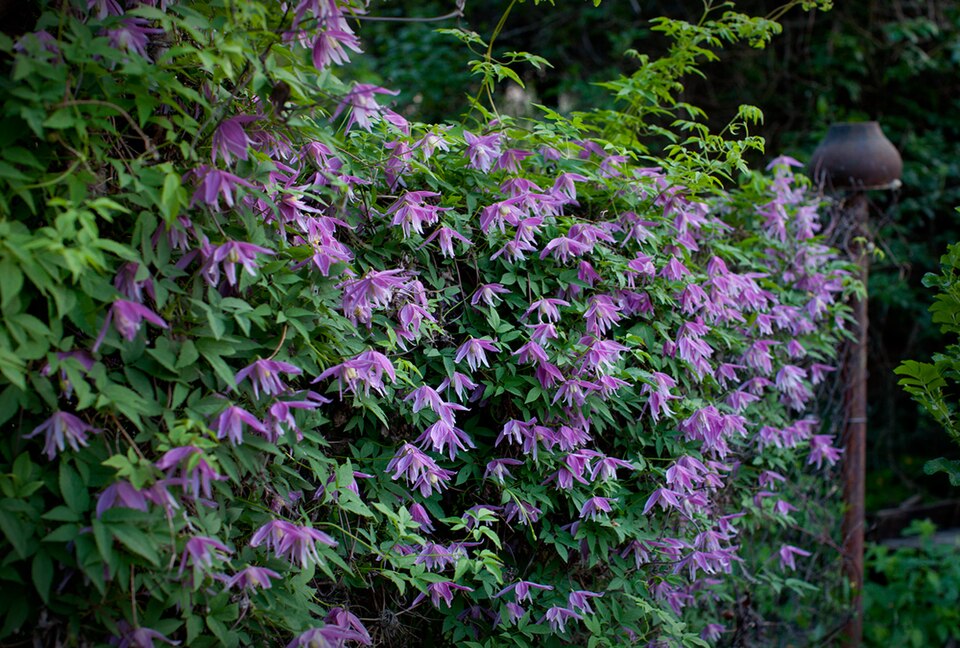 Clematis 'Constance' (Constance Clematis) (alternate view 3)