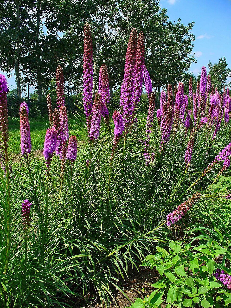 Liatris spicata (prairie star) (alternate view 10)