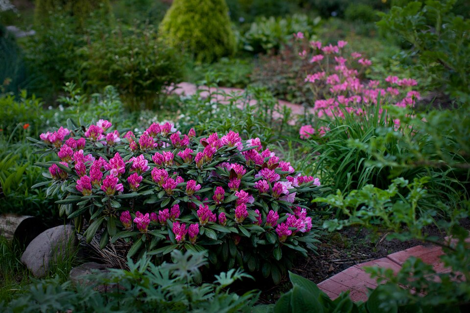Rhododendron 'Ken Janeck' (Ken Janeck Rhododendron) (alternate view 2)