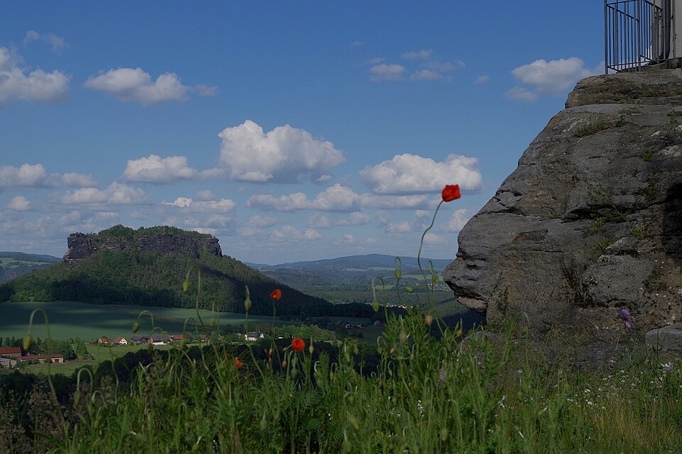 Papaver (Poppies) (alternate view 4)