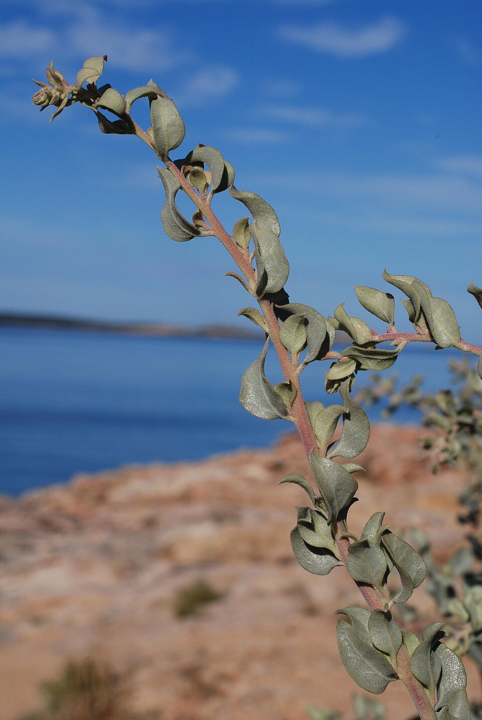 Atriplex halimus (alternate view 8)