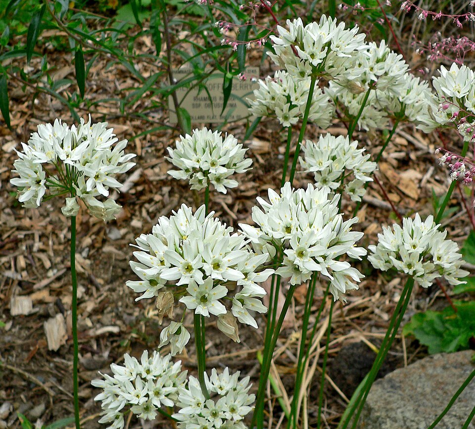 Triteleia hyacinthina (White Brodiaea) (alternate view 6)