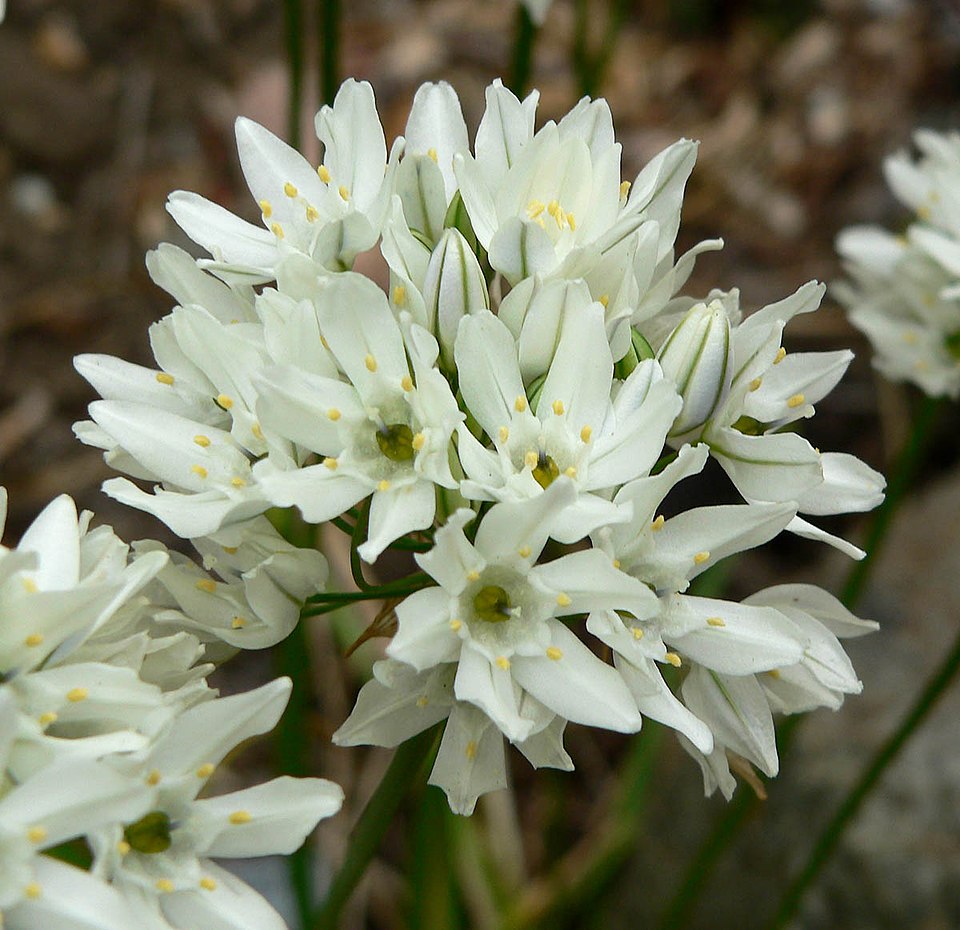 Triteleia hyacinthina (White Brodiaea) (alternate view 7)