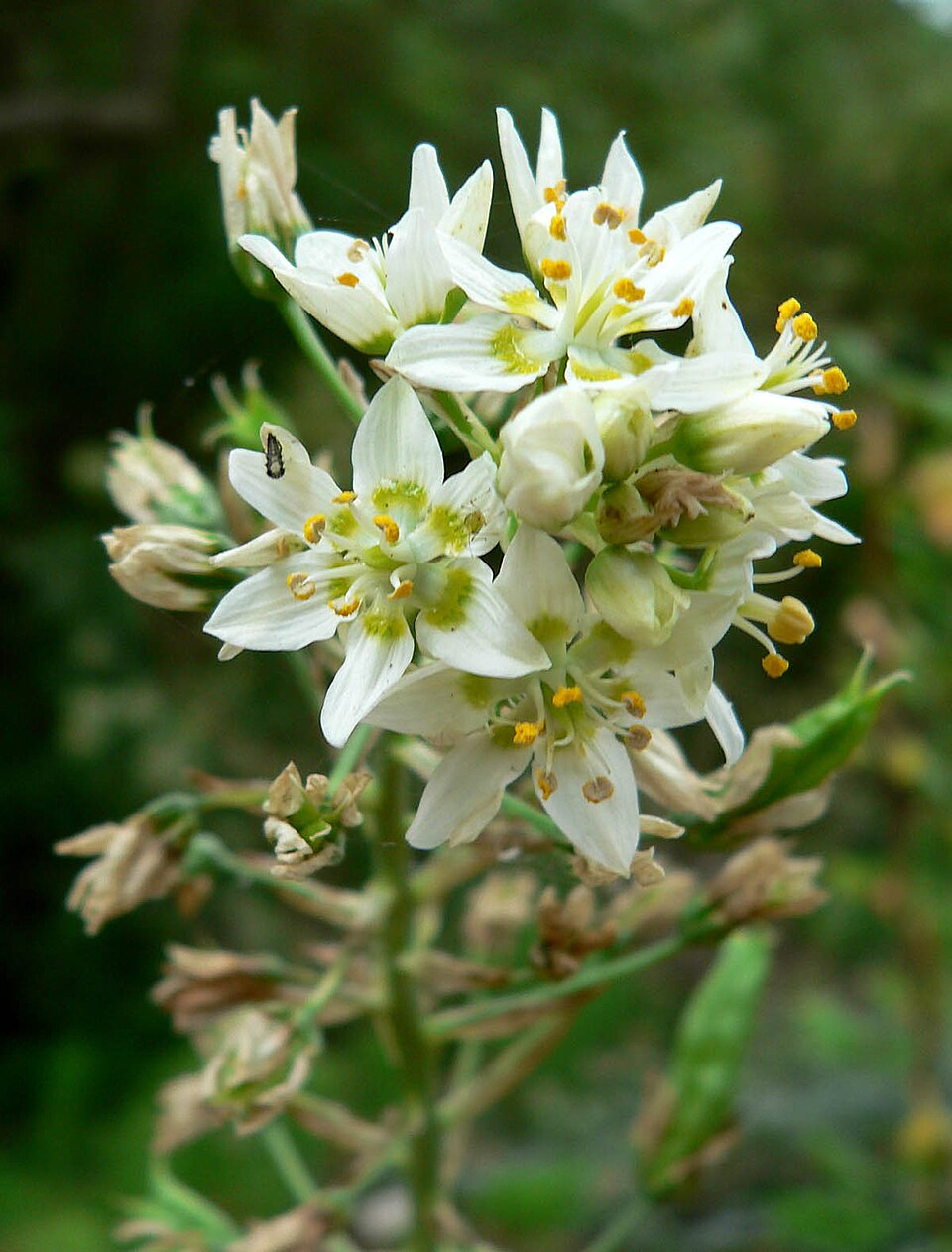 Toxicoscordion fremontii (Fremont's Death Camas) (alternate view 10)