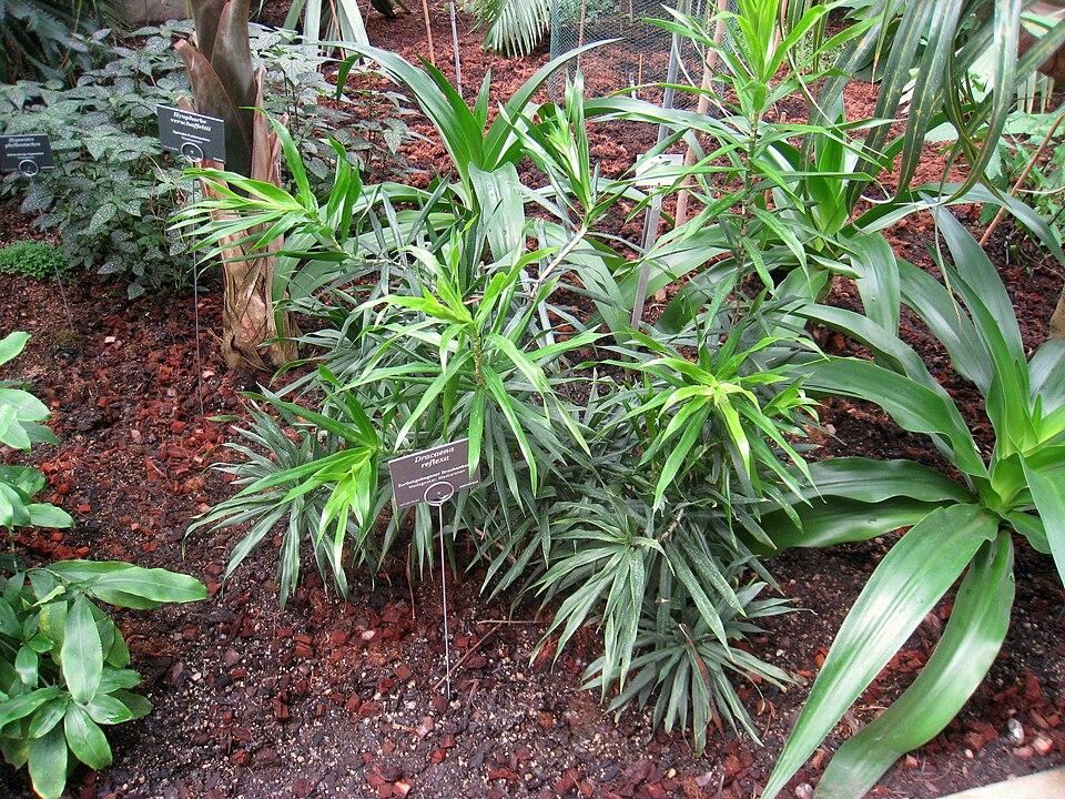 Dracaena reflexa (Song of India) (alternate view 10)
