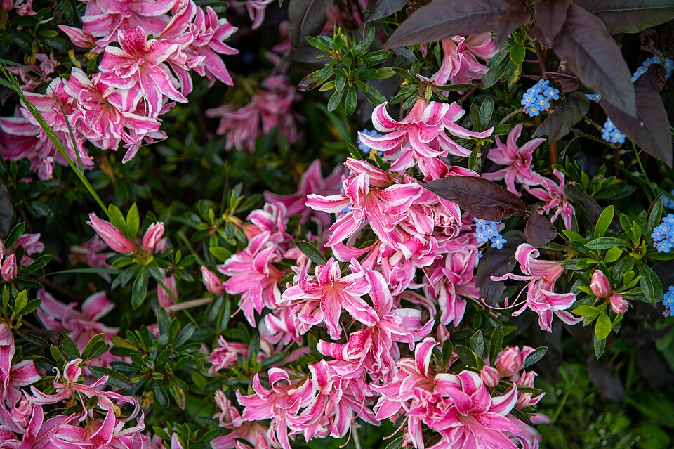 Rhododendron (rhododendrons and azaleas) (alternate view 4)