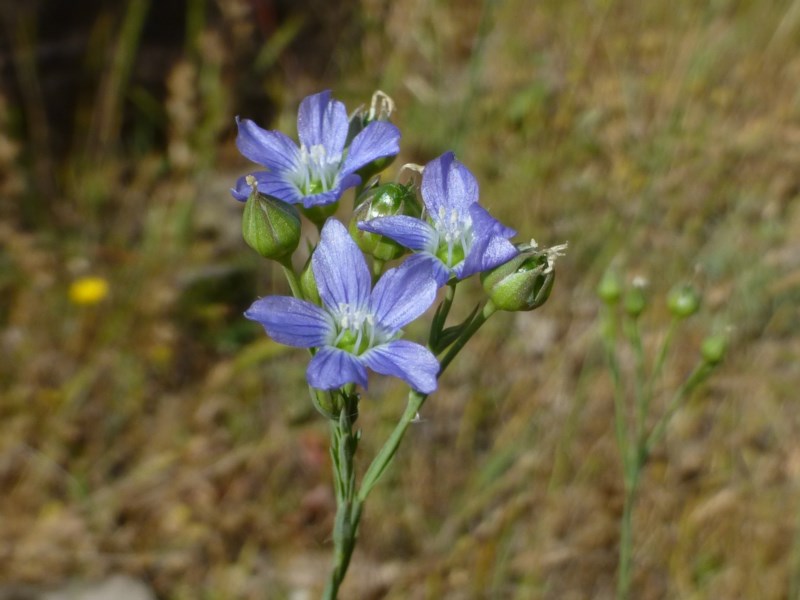 Linum marginale (Australian Flax) (alternate view 9)