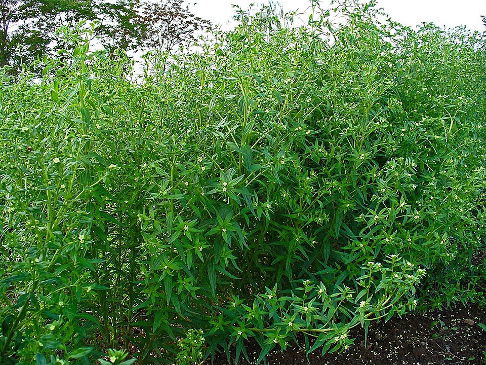 Lithospermum officinale (Common Gromwell)