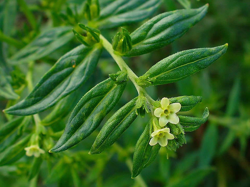 Lithospermum officinale (Common Gromwell)