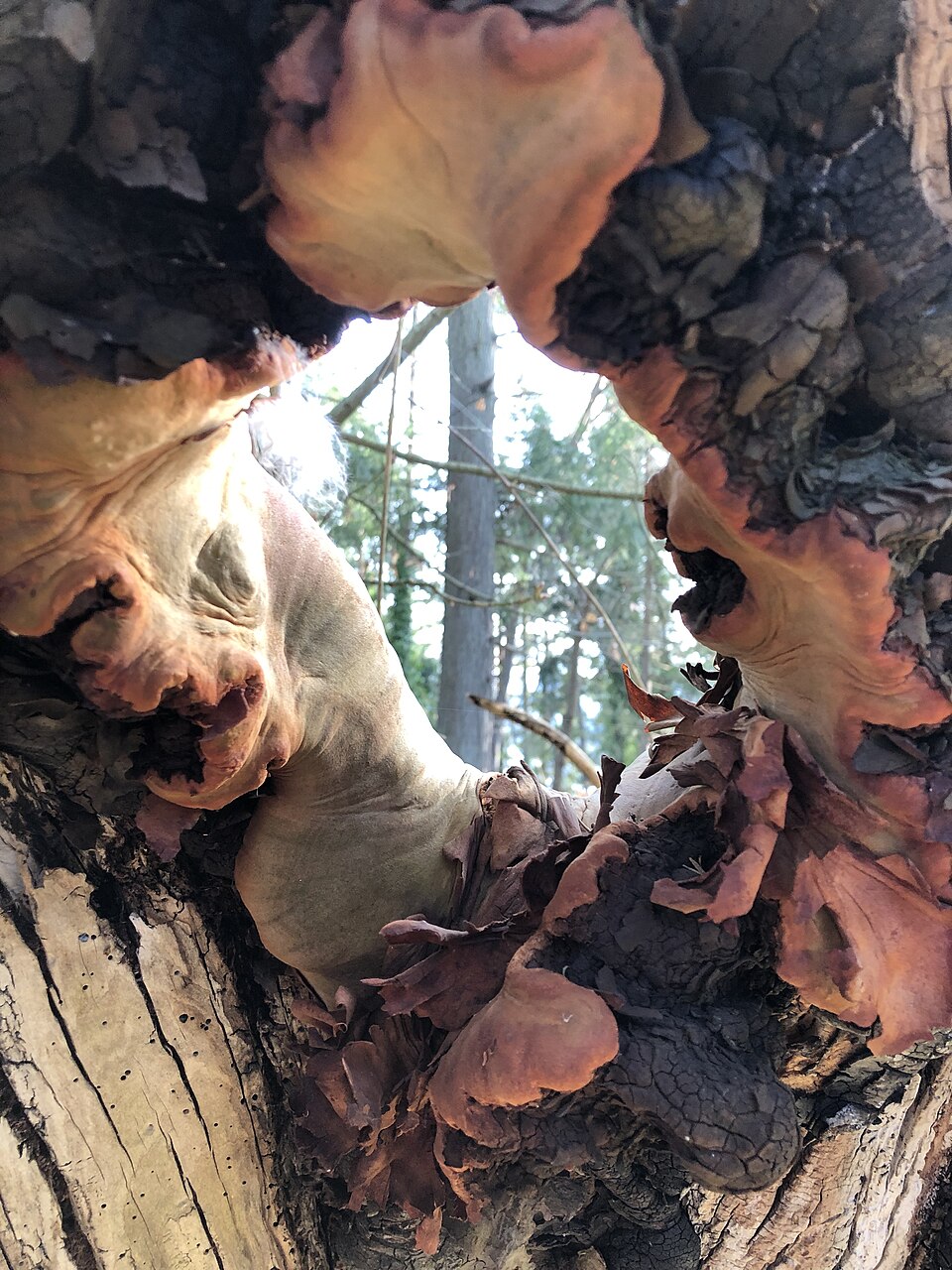 Arbutus (madrones) (alternate view 2)