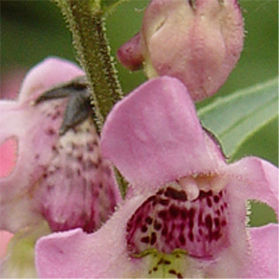 Angelonia angustifolia (Summer Snapdragon) (alternate view 8)