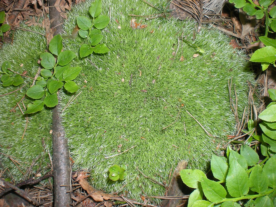 Leucobryum glaucum (Pincushion Moss)