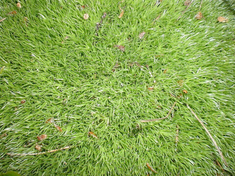 Leucobryum glaucum (Pincushion Moss)