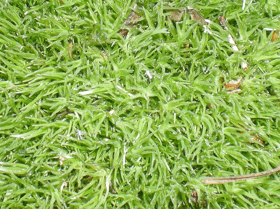 Leucobryum glaucum (Pincushion Moss)
