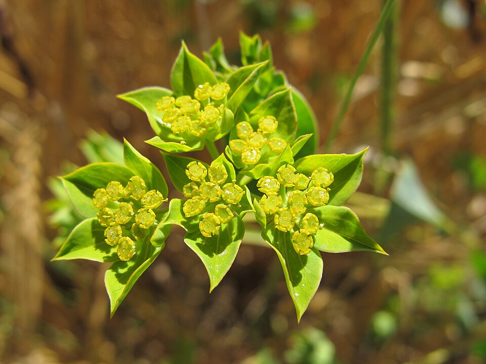 Bupleurum rotundifolium (alternate view 13)