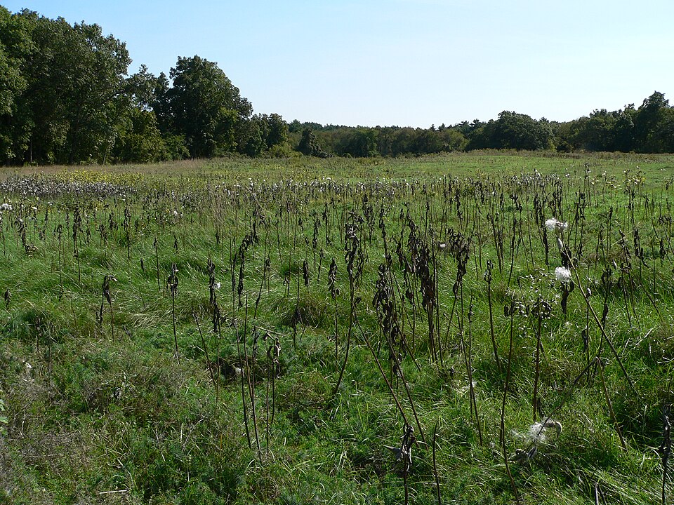 Asclepias spp. (Native Milkweed Selections)