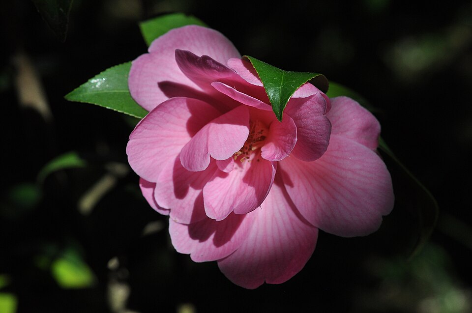 Camellia williamsii 'Donation' (Donation Camellia)