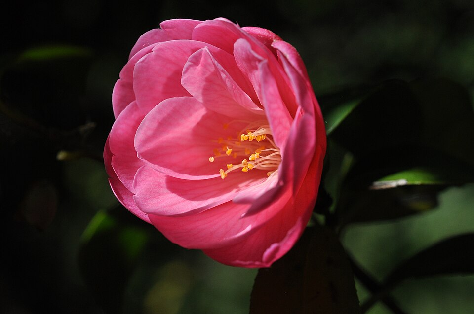 Camellia williamsii 'Donation' (Donation Camellia) (alternate view 2)