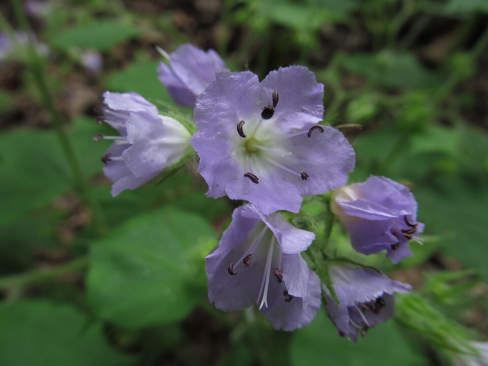Hydrophyllum appendiculatum (great waterleaf) (alternate view 5)