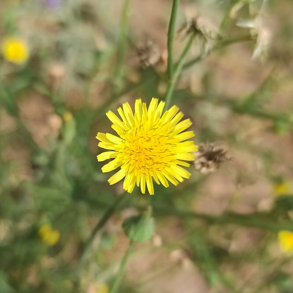 Sonchus (sow thistles) (alternate view 4)