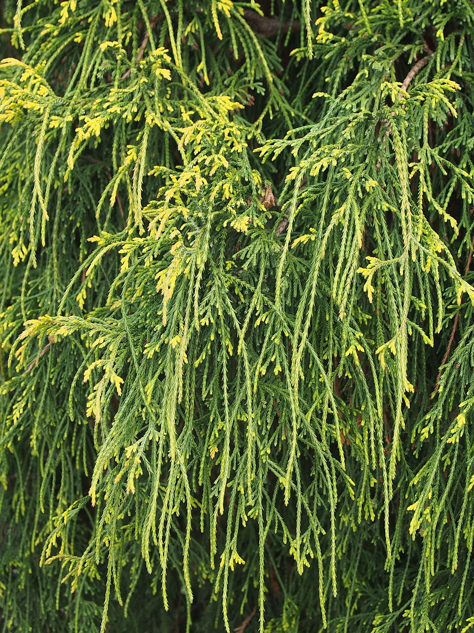 Chamaecyparis pisifera 'Filifera Aurea Nana' (Dwarf Golden Thread Cypress)