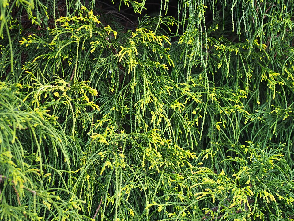 Chamaecyparis pisifera 'Filifera Aurea Nana' (Dwarf Golden Thread Cypress) (alternate view 2)
