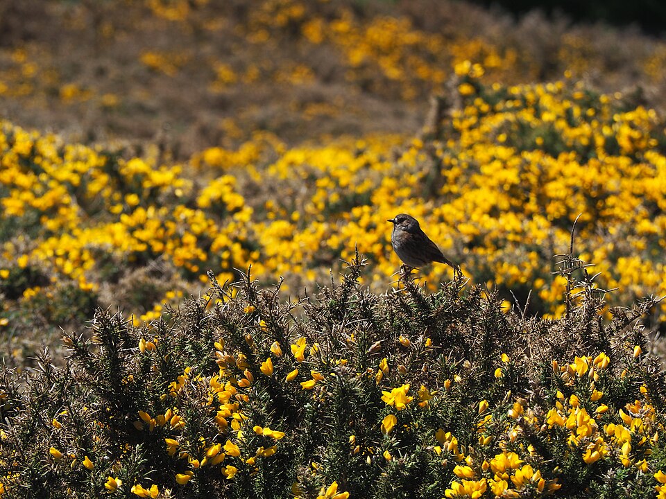 Ulex (Gorses) (alternate view 6)