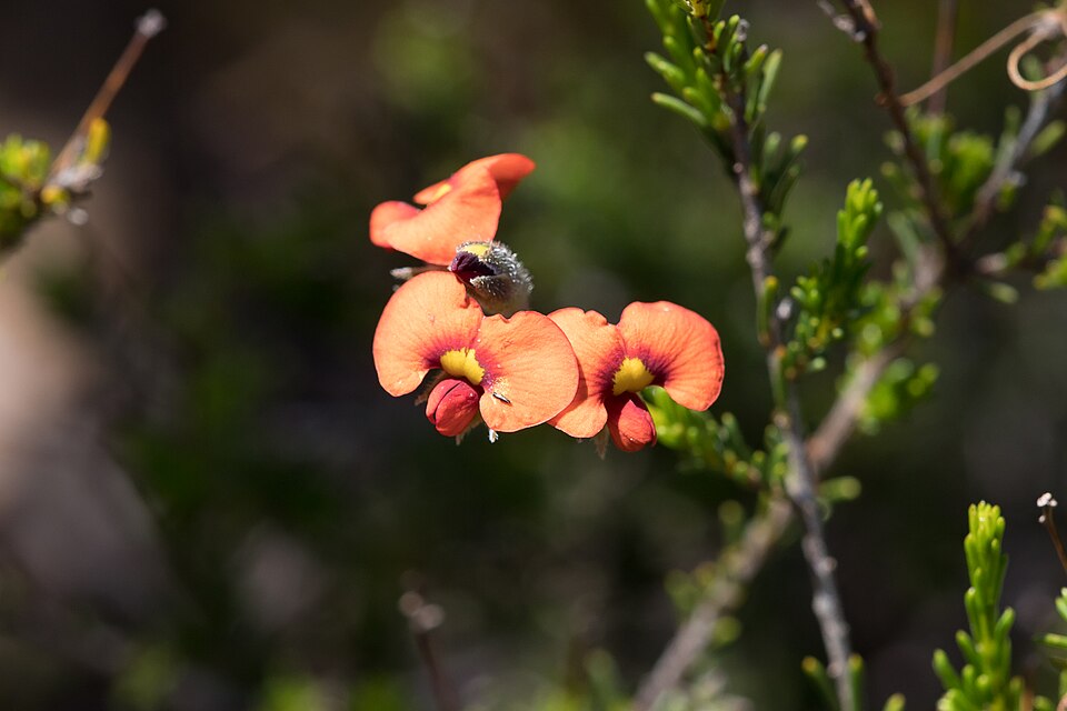 Dillwynia hispida (red parrot-pea) (alternate view 6)