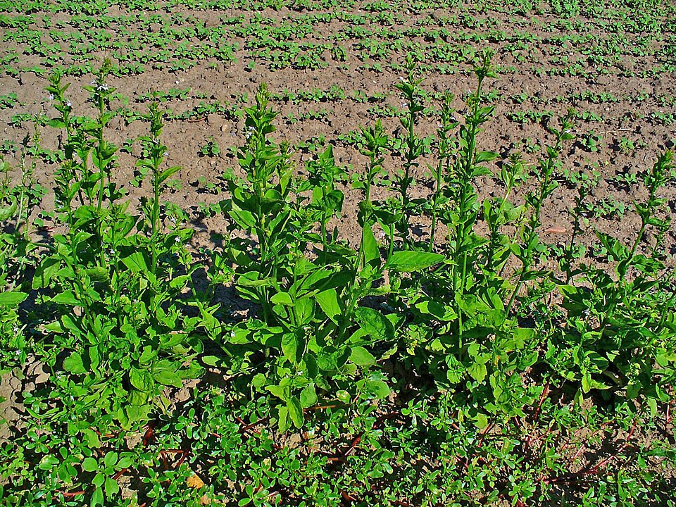 Lobelia inflata (Indian tobacco)