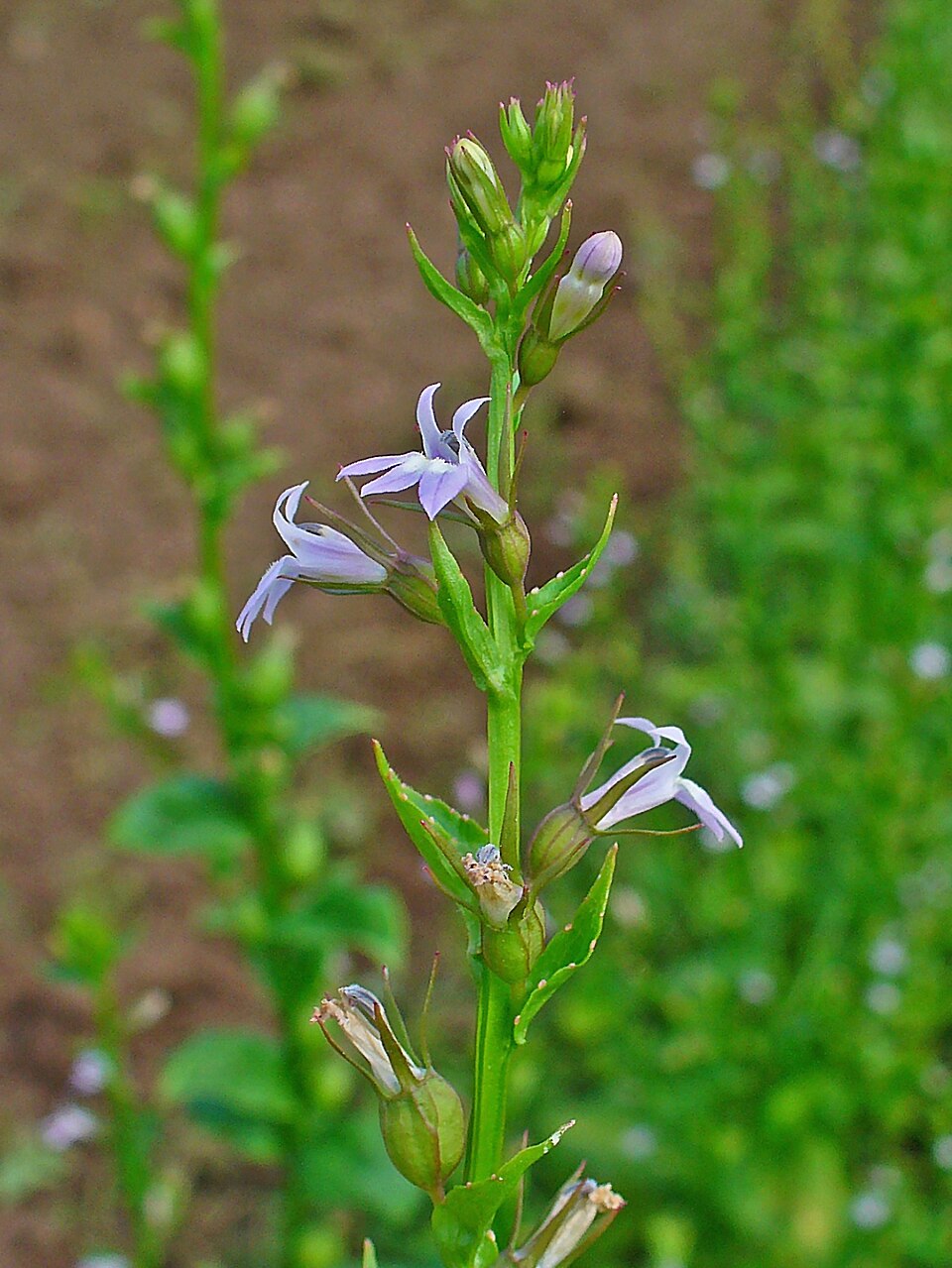 Lobelia inflata (Indian tobacco)