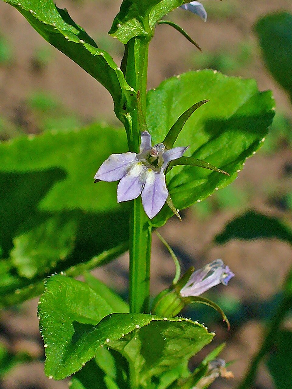 Lobelia inflata (Indian tobacco)