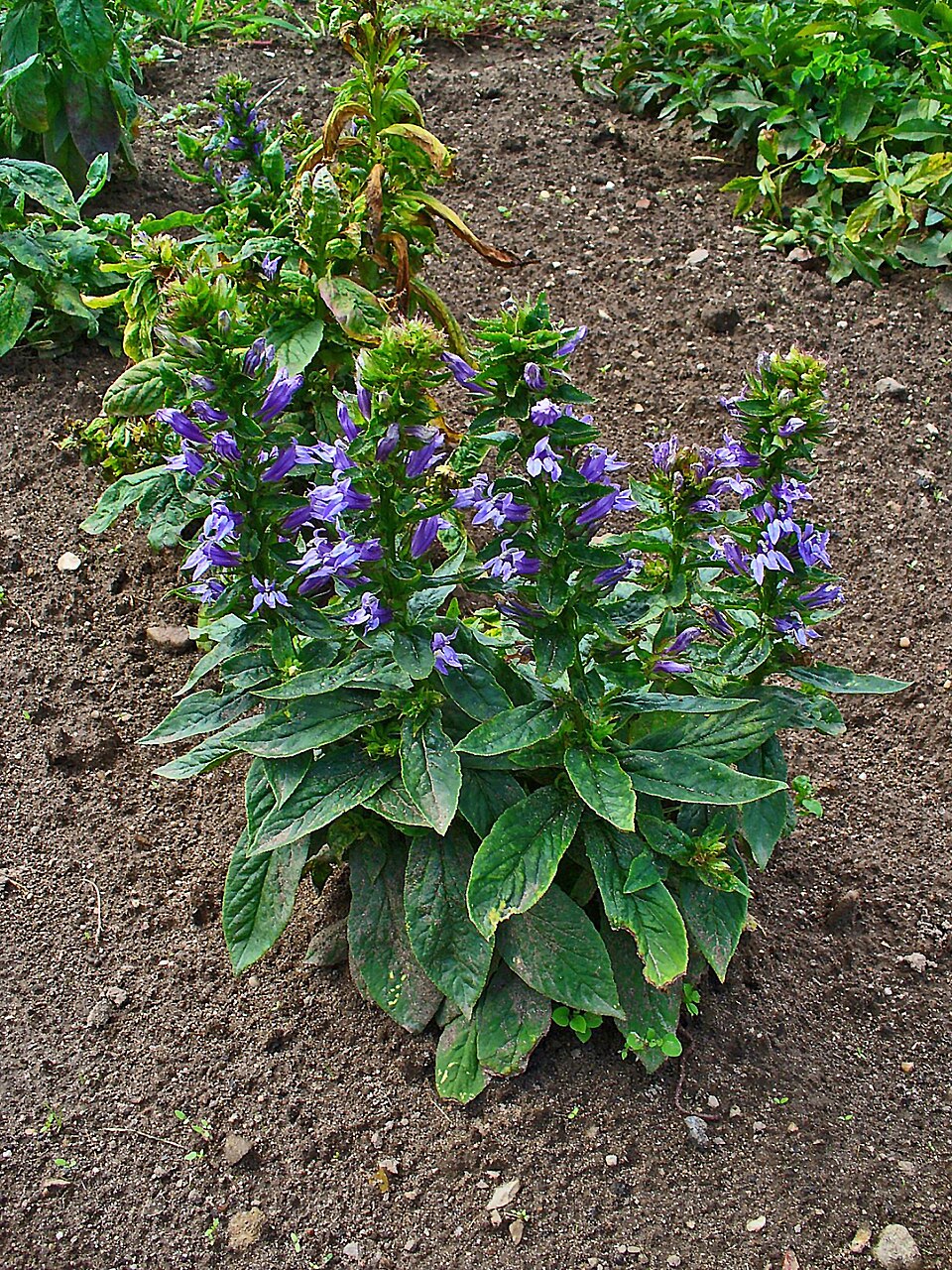 Lobelia siphilitica (Great Blue Lobelia) (alternate view 7)