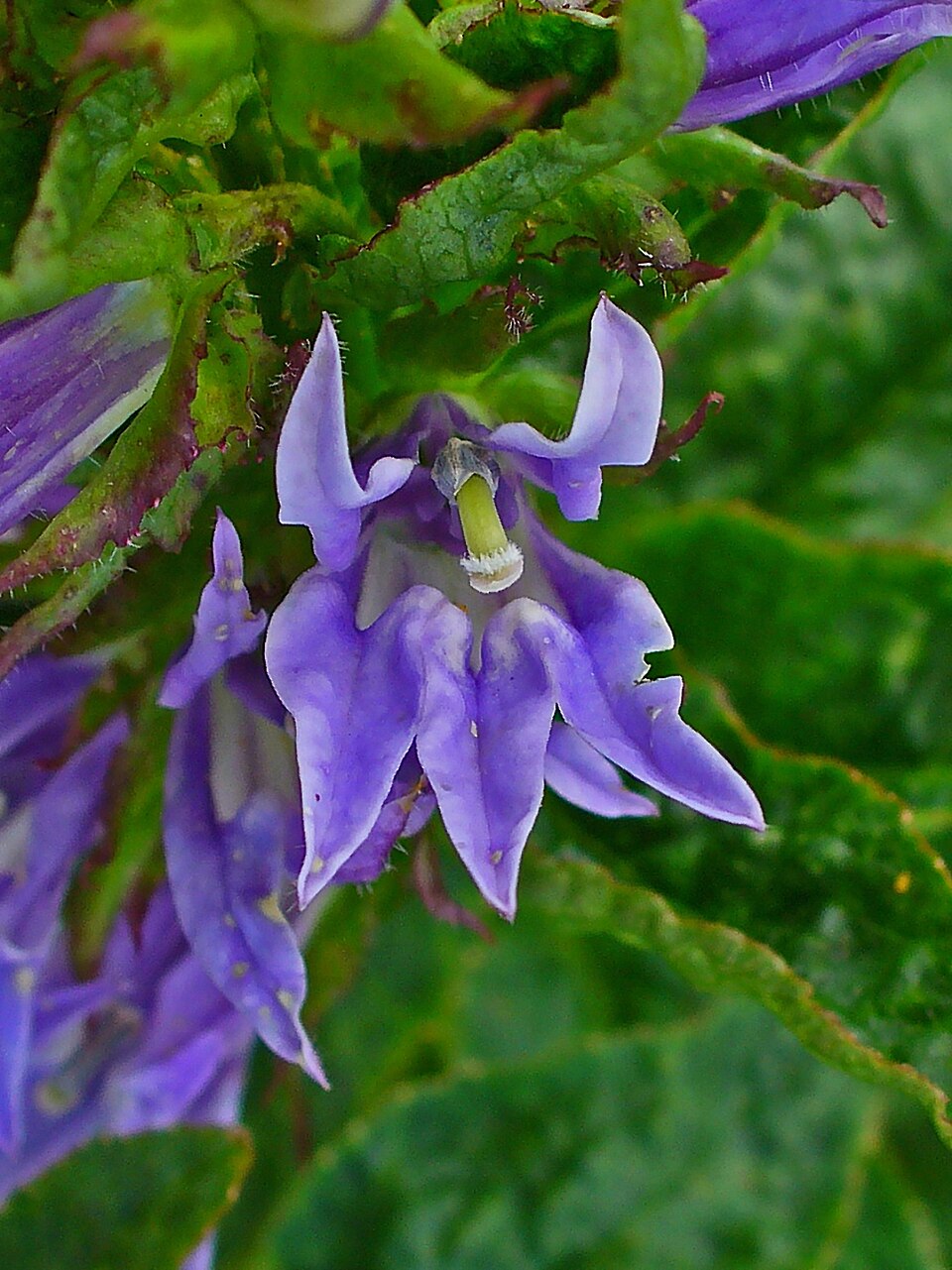 Lobelia siphilitica (Great Blue Lobelia) (alternate view 8)