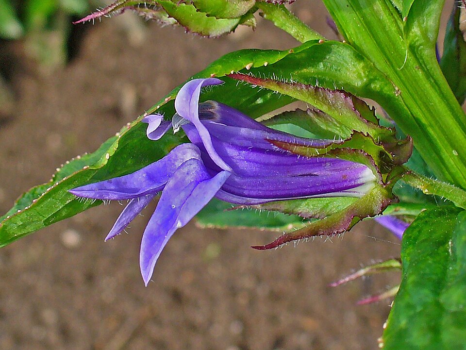 Lobelia siphilitica (Great Blue Lobelia) (alternate view 9)
