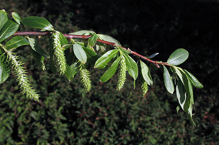 Salix laevigata (red willow)