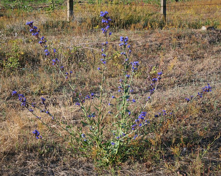 Anchusa officinalis (common bugloss)