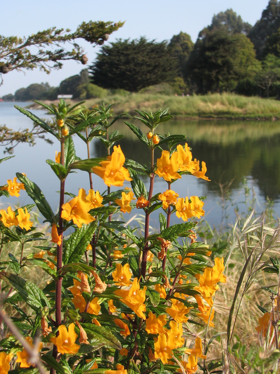 Diplacus × australis (San Diego Monkeyflower)