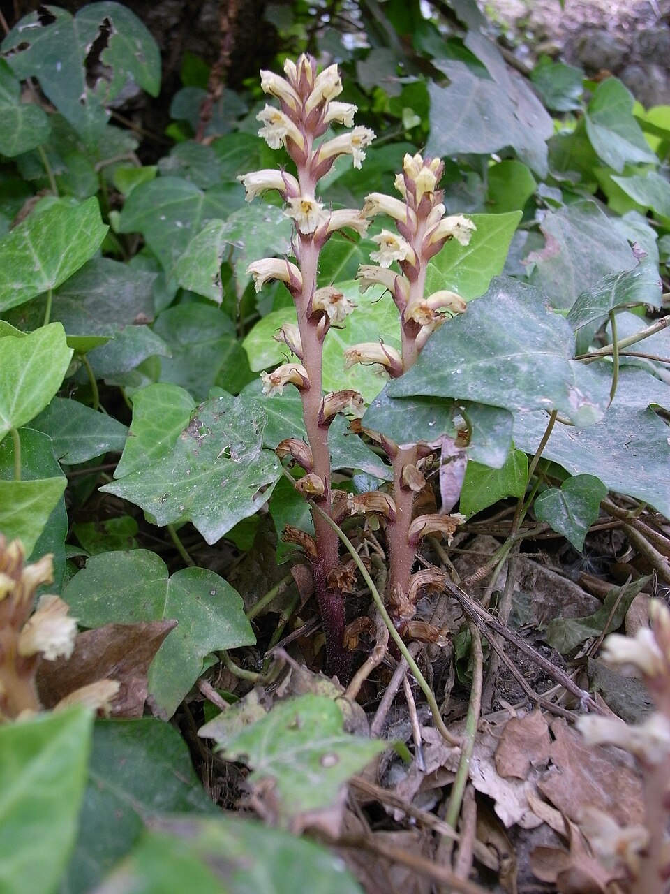 Orobanche hederae (ivy broomrape)
