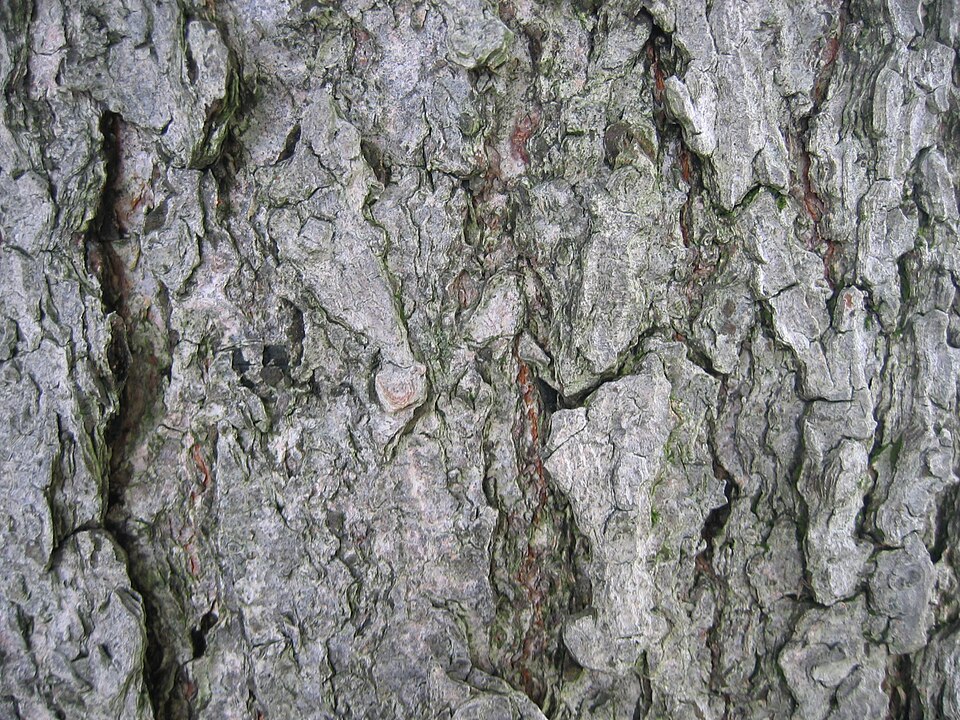 Aesculus turbinata (Japanese Horse Chestnut) (alternate view 6)