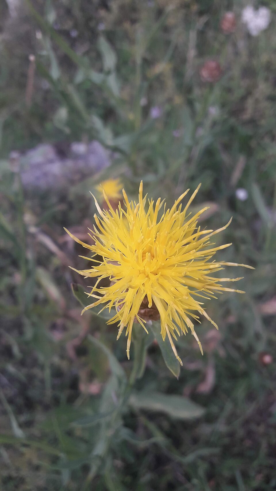 Centaurea (knapweeds) (alternate view 6)