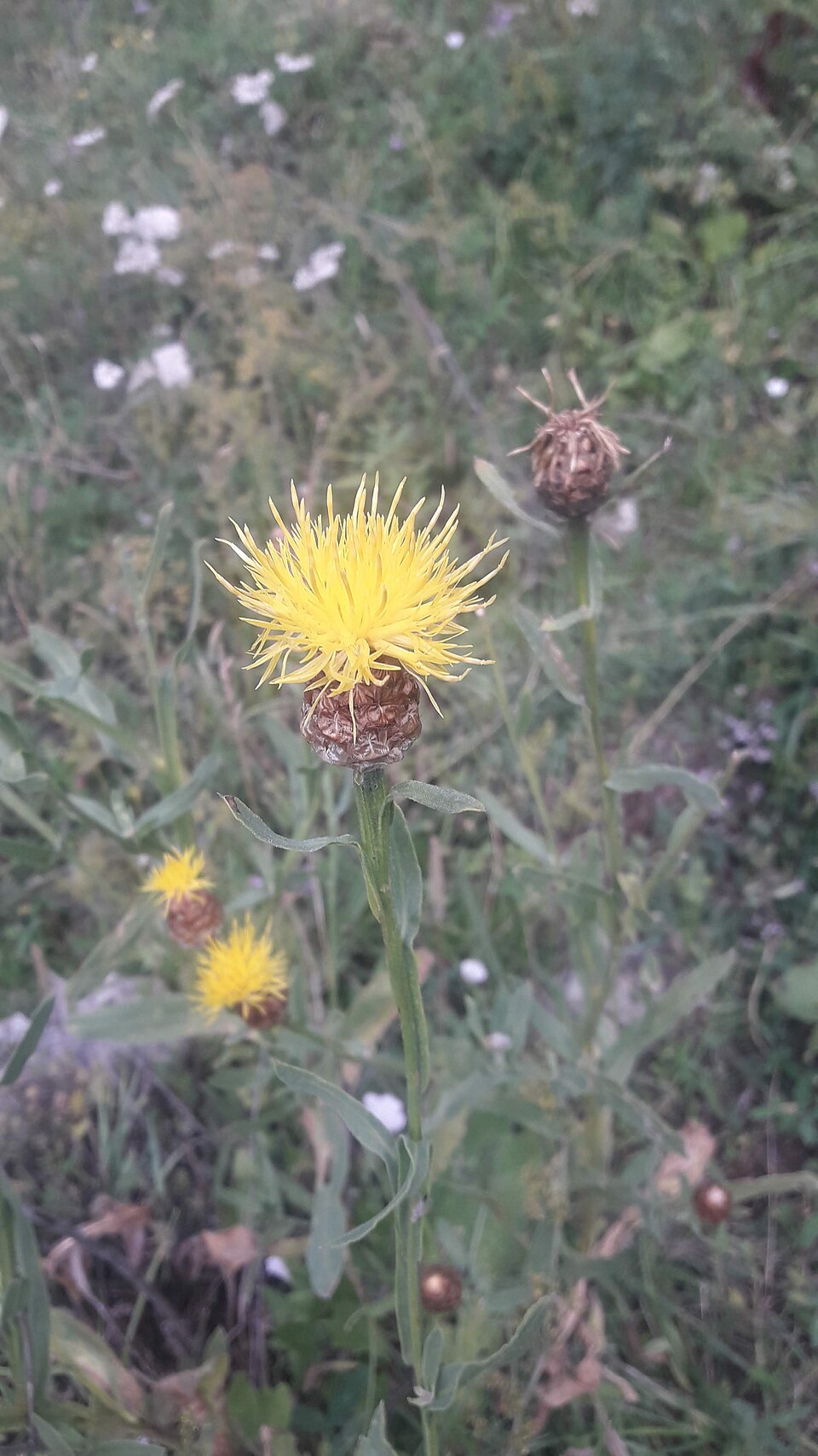 Centaurea (knapweeds) (alternate view 7)