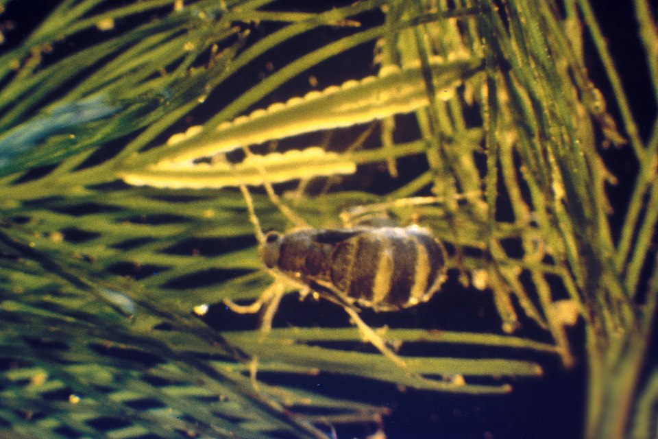 Myriophyllum spicatum (Eurasian watermilfoil) (alternate view 6)
