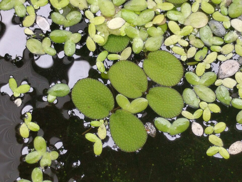 Lemna (Duckweeds) (alternate view 8)