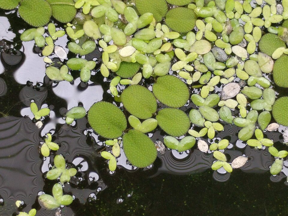 Lemna (Duckweeds) (alternate view 9)