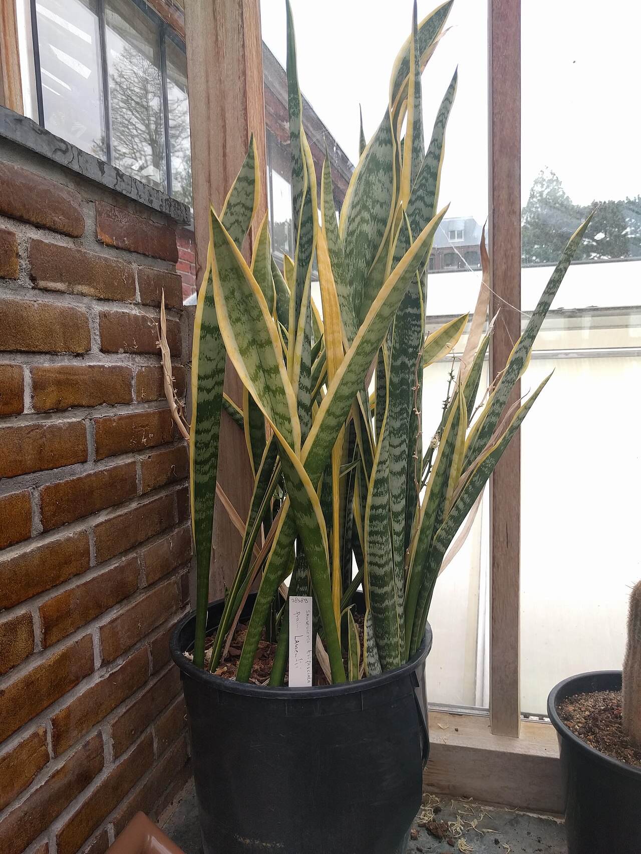 Dracaena trifasciata, Snake plant — clumping evergreen (Asparagaceae) (image 5 of 8)