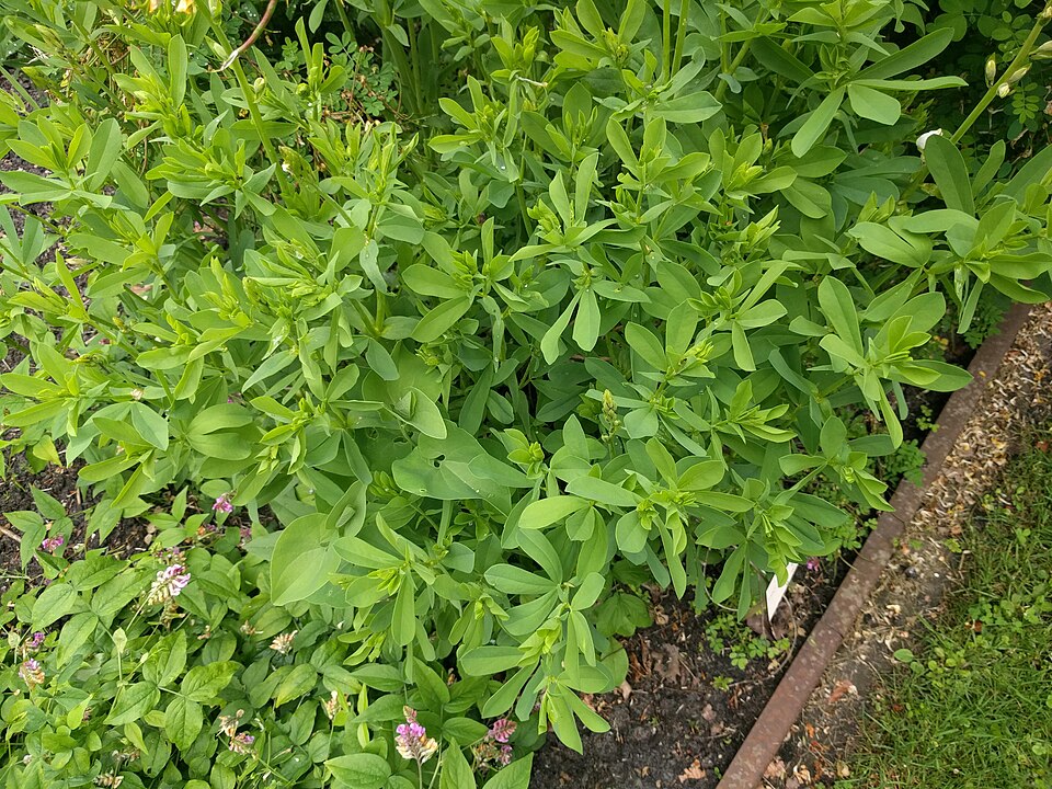 Baptisia alba var. macrophylla (Large-leaved White Wild Indigo) (alternate view 5)