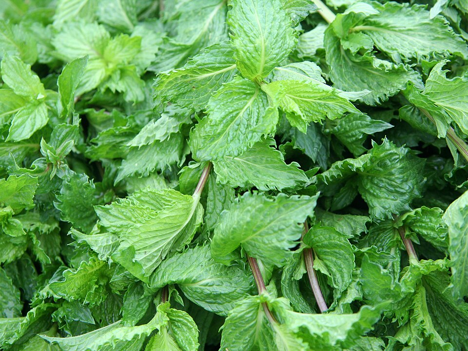 Mentha spicata (Spearmint) (alternate view 7)